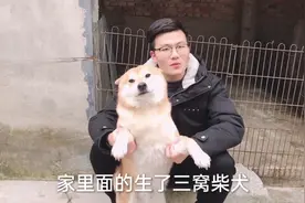 小伙家里生了三窝柴犬，一共有14只幼崽，忙的一天只睡6个小时！视频封面
