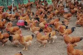 清明快到了，农村小伙去鸡场买鸡，这走山的大阉鸡十二块钱一斤！视频封面