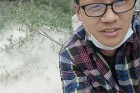五月棉絮像下雪，皖北萧县的杨树杨棉，希望光头强来砍树。
