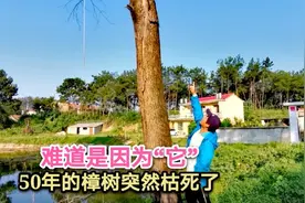 湖北山村一棵50年的樟树突然枯死了，难道是因为它，太离奇了吧！视频封面