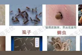 最专业的宠物猫驱虫寄生虫分类详解，猫咪感染不同寄生虫症状视频封面