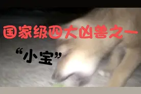 沙雕狗狗日常，小宝PK蝈蝈儿？