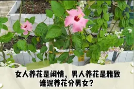 养花的男人，100个里面出1个，嫁了你就等着幸福吧，养花不分男女视频封面