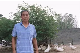 新手必须要会的小知识，一套流程下来让鸭的成活率高达99%