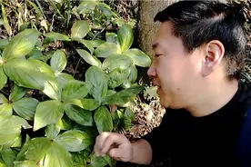 这种植物叫四块瓦，认识的人都当宝，你们家乡有吗？