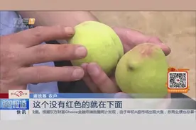 经选好货：四招教你吃到正宗鹰嘴桃！