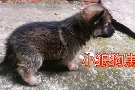 一两个月的小狗这样喂养，可以避免小狗拉肚子或不吃东西视频封面
