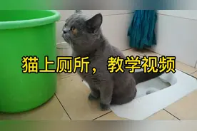 怎样教猫咪上厕所？13个月大的蓝猫会上便坑大小便，帮主人省猫砂