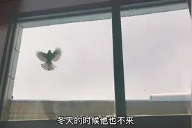 白头翁已经来小汐家三年了，每年来了都是疯狂撞玻璃，什么征兆？视频封面