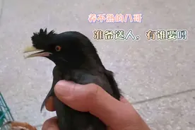 八哥养不熟，两年多了还是个沙雕。有谁会训练的，送你们养