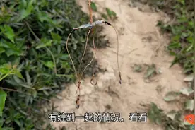 翻板钩浮钓鲢鳙，子线10cm已是太长，5cm足够