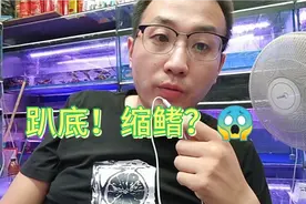 观赏鱼买回家趴底！缩鳍！怎么办？如何解决他？视频封面