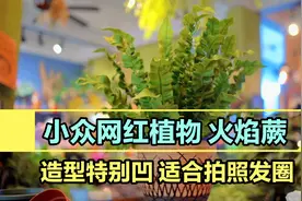 没有阳光的房间养什么花？低养护懒人植物火焰蕨，样子香不香？视频封面