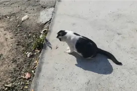 散养的小花猫，从野外抓到一只蚂蚱，玩够了 ，一口吃掉了