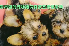 狗市给网友挑选恶霸犬，法国斗牛犬和巴哥犬价格便宜，网友:满意