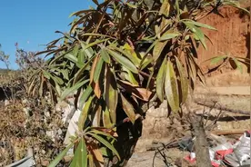 云南高山杜鹃 马缨花盆景地景 庭园园艺植物古桩视频封面