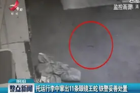 九江：托运行李中窜出11条眼镜王蛇 铁警妥善处置视频封面