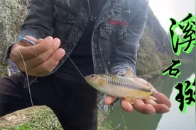 河鲜中的珍品—溪石斑，味道鲜美！拉力十足，投其所好才能钓获它视频封面