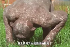 “稀有”的猩猩，全身不长一根毛发，女游客表示很尴尬！