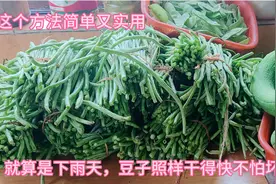 教你如何快速晒干豇豆的好方法“倒蒸”法，豆子干得快还特别好吃视频封面