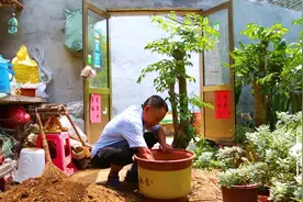 给幸福树换盆时应该注意哪些？花匠师傅教你两招！简单实用！视频封面