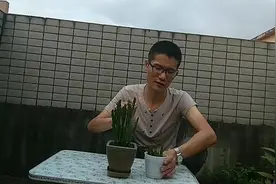 姬珊瑚养一盆以可招财，但千万不要随便施肥