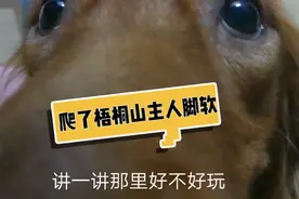 说好了狗狗答对问题以后带它去爬山，为何主人不守承诺带它呢视频封面