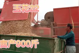 2020年河南花生收获过半，亩产600--950斤，3.2--3.3一斤，大丰收视频封面