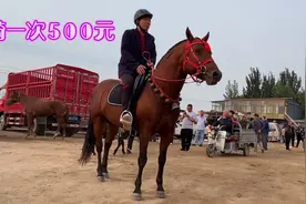 这匹马像画里的一样，骑一次需要500元，这是什么马非常温顺听话视频封面