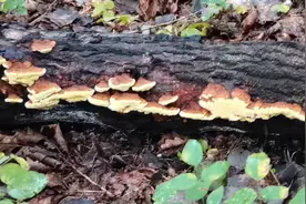 名贵中草药，山里人叫它杨树黄视频封面