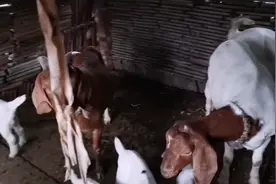 羊喘气不均匀和上火，打这两种药就能见好。视频封面