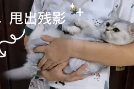 我一抱我家猫，猫尾巴就像装了电动小马达狂甩，难道我被嫌弃了？