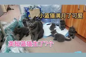 英短蓝猫一窝下了七个崽，今天刚刚满月30天，小蓝猫越长越可爱