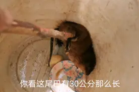 村里来一位奇怪动物：样子像老鼠尾巴有30公分，有人说叫它水猴子视频封面