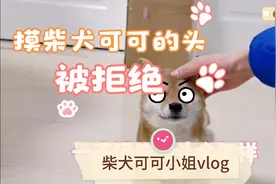一直摸柴犬头会怎样，可可会各种闪躲，就是不让摸#柴犬#