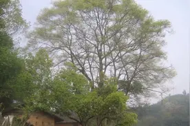 大同儿童公园广场舞《红枣树》