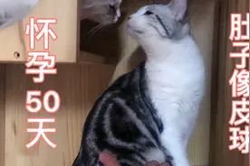 怀孕50天的猫肚子有多大？就像皮球圆圆鼓鼓，这到底怀了多少啊