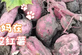 你们知道吗我们做菜用的芡粉就是用红薯做的视频封面