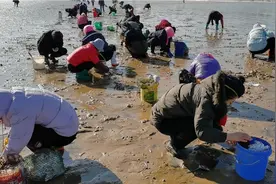 青岛蛤蜊爆海了满海滩捡蛤蜊的