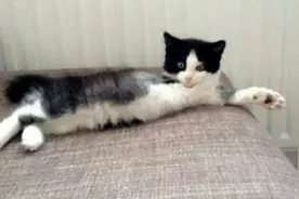 花几千为一只流浪猫做截肢手术 值不值得？也许是对于生命的尊重视频封面