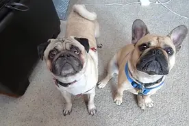 巴哥犬跟斗牛犬，你能分清楚谁是谁吗？