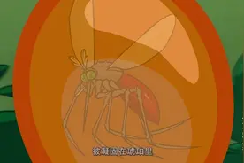 氰化欢乐秀：博士培养出来史前巨型蚊子......视频封面