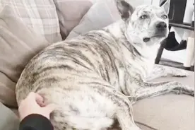 给狗狗挠痒痒，狗子的反应笑死了视频封面