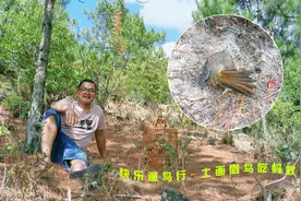 山顶遛鸟：见过土画眉鸟这样吃蚂蚁吗？好有趣哦！