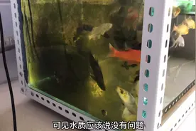 鱼缸长绿藻，最简单最有效的方法：一条清道夫立竿见影，效果真好视频封面
