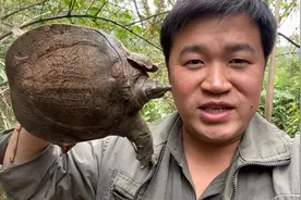 野外如何寻找抓甲鱼？跟着江风来看看这地方，抓甲鱼太简单了