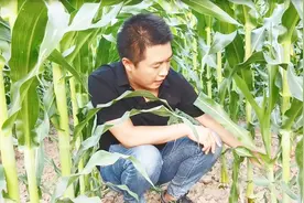 种玉米遇到大难题，玉米长出侧芽究竟掰不掰？看完之后不用再迷茫视频封面