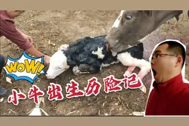 牛宝宝出生现场实拍全过程，人生第一次见，一般人很难有机会见到