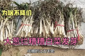 山东集市大葱，白菜冻坏了烂糟糟的，商贩还不降价卖，啥原因视频封面