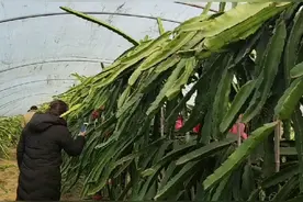 河南南阳种出来的火龙果比南方的火龙果还要甜